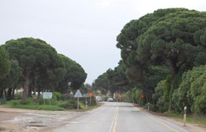 Ecologistas de Chipiona advierten sobre posible tala de pinos   centenarios por obras en carretera de Rota.-