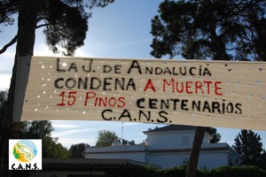 CANS denuncia que la Junta “condena a muerte” a 15 pinos centenarios.