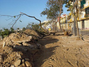 El PP chipionero observa falta de previsión en  el corte de árboles en Avenida de Sanlúcar