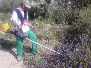 Trabajos de desbroce en el pinar de Chipiona