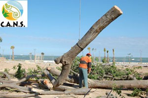 Ecologistas chipioneros piden responsabilidades por el corte de árboles en Avenida de Sanlúcar