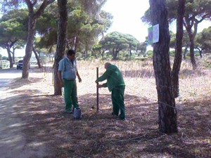 Medio Ambiente asegura que  el pinar está a punto para la  romería