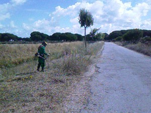 Continúan las tareas de desbroce en el pinar