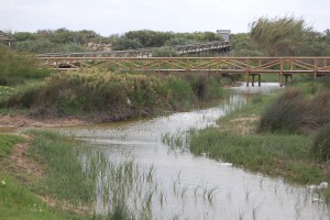 CANS quiere impedir la construcción de un camino de hormigón en zona húmeda(Chipiona)