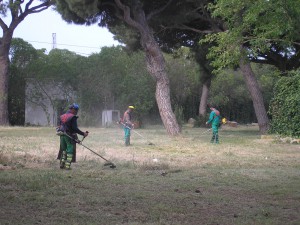 Medio ambiente acondiciona el Pinar para la Romería(Chipiona)