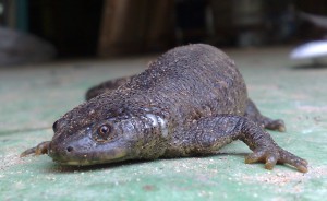 CANS encuentra un ejemplar de Gallipato ,especie protegida, en la vía pecuaria que el ayuntamiento pretende hormigonar