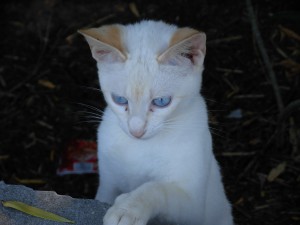 La proliferación de gatos en el cordón dunar de Chipiona,  pone en serio peligro la importante colonia de camaleones de la zona.