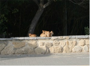 EL GRUPO ECOLOGISTA C.A.N.S. DE CHIPIONA DENUNCIA PÚBLICAMENTE  LA PROLIFERACIÓN DE GATOS EN LA LAGUNA