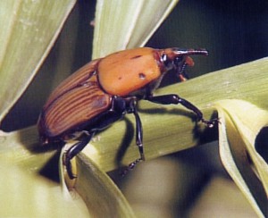 Rebrote en Chipiona de la plaga del picudo rojo