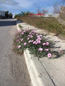 LA CORRIGÜELA