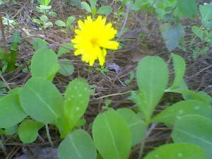 La asociación  Eriphia y el grupo CANS  lamentan la dejadez  continua del Ayuntamiento de Chipiona  en el caso de la planta endémica Taraxacum gaditanum.