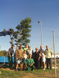 Trasplantada una araucaria de un domicilio particular a la rotonda  del camino de Jerez