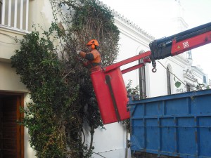 Parques y jardines inicia la poda de arbolado de la localidad