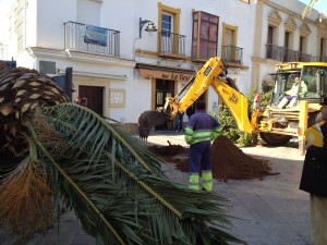 Parques y Jardines trasplanta palmeras de la avenida del Faro a otras zonas de la localidad