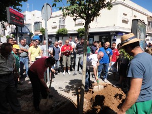 CANS planta un árbol en el lugar de la Plaza de Abastos donde fue talado  otro