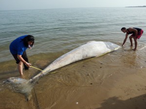 Aparece sin vida en la Playa de Micaela una cría de Rorcual de 4,7 metros de longitud(Chipiona)