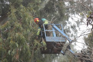 El plan de poda municipal acomete su fase más compleja con los eucaliptos de la Avenida de Jerez