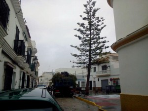 El PP tala la araucaria de la plaza vieja al margen del pueblo. ¿dónde estan ahora los ecologistas?