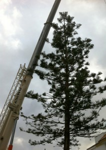 Operarios municipales talan la araucaria de la Plaza Vieja por riesgo de caída