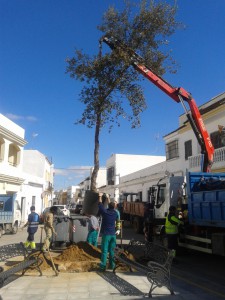 Plantado un alcornoque en el lugar de la araucaria de la Plaza Vieja