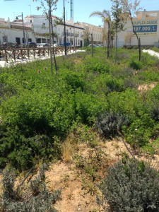 Izquierda Unida de Chipiona  espera una mejora en los  jardines del paseo marítimo de la Cruz del Mar.