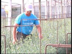 Mercado Rivera recibe el jueves el premio a su labor de investigación sobre la flor cortada de La Asociación Española de Científicos