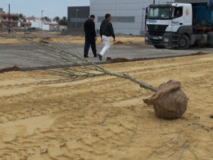 El Ayuntamiento planta 68 alteas como complemento al nuevo espacio del merdadillo