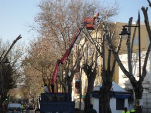 Comienza un plan de poda municipal que da trabajo a 25 desempleados