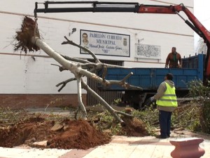 Replantados dos árboles afectados por las obras del nuevo edificio del Polideportivo Chipiona