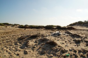 Chipiona utiliza las algas para retener la arena de las dunas de la playa de Las Tres Piedras