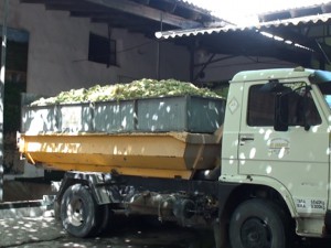 Bodegas César Florido comienza la vendimia 2014