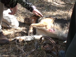 La Guardia Civil socorre en pocos días al segundo perro atrapado por un cepo colocado de manera ilegal.