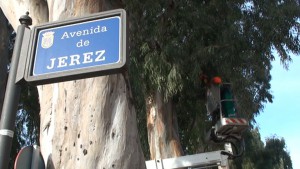 Comienzan trabajos de poda de mantenimiento y saneamiento en los eucaliptos centenarios de la avenida de Jerez