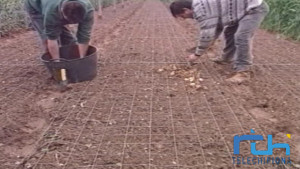 Abierto el plazo para solicitar subvención para jóvenes agricultores que quieran instalar su primera explotación.