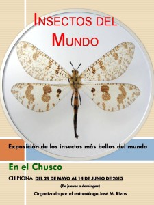 La sala del colectivo Espacio Vacío en el Chusco acoge desde el viernes una exposición sobre los insectos más bellos del mundo