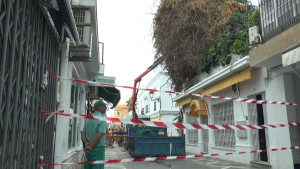 El Ayuntamiento de Chipiona inicia una nueva poda de saneamiento de la buganvilla de Isaac Peral por razones de seguridad.