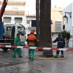 Medio Ambiente la tala otra palmera de la Plaza Juan Carlos I a causa del escarabajo picudo rojo