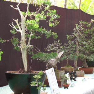 Más de sesenta ejemplares en la octava exposición de bonsáis de Viveros Rivera Garden