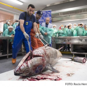 Ronqueo de un atún en la Escuela de Hostelería de Diputación para mejorar la formación del alumnado de Cocina y Servicios