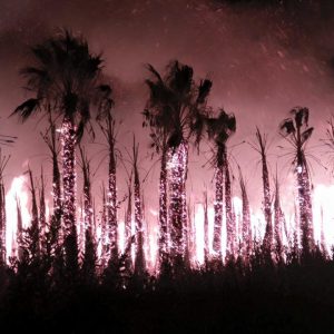 En el incendio ocurrido en la madrugada de ayer ardieron alrededor de 200 palmeras