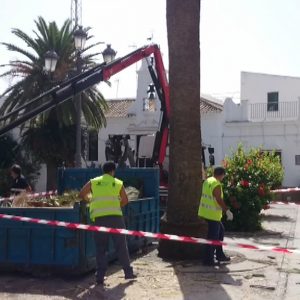 Otras tres palmeras son taladas en Juan Carlos I a causa de la plaga del escarabajo picudo rojo