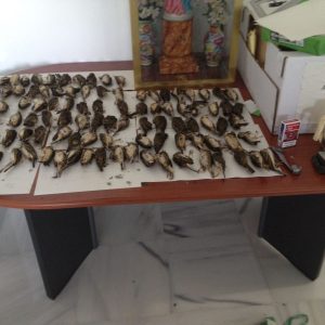 La Guardia Civil detiene a tres personas e incauta más de 800 aves de diferentes especies