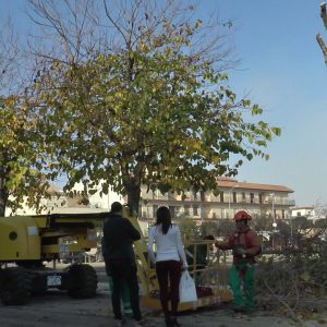 Comienza en Rodríguez de la Fuente el plan de poda municipal anual.