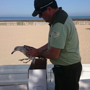 El grupo CANS y el CREAS sueltan una gaviota sombría tras su recuperación en el centro de El Puerto de Santa María