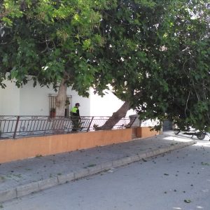 El temporal de viento deja destrozos múltiples en el arbolado aunque no ha habido incidentes personales ni materiales graves