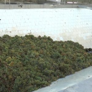 Arranca la vendimia en Chipiona con buenas perspectivas para el sector vitivinícola local