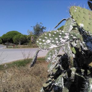 Chipiona preocupada por la plaga de la cochinilla del carmín