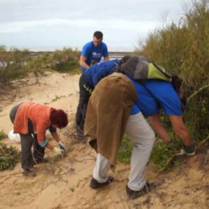 Eriphia inicia este fin de semana sus jornadas de erradicación de flora invasora en el cordón dunar de Chipiona