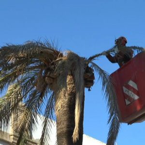 Parques y Jardines llevará a cabo la tala de otras cuatro palmeras de Juan Carlos I afectadas por el picudo rojo