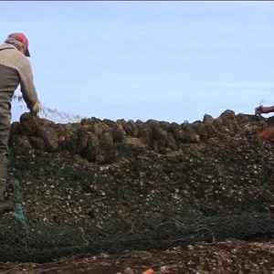 El Ayuntamiento de Chipiona pedirá a la Junta la concesión del dominio público en el exterior de los corrales